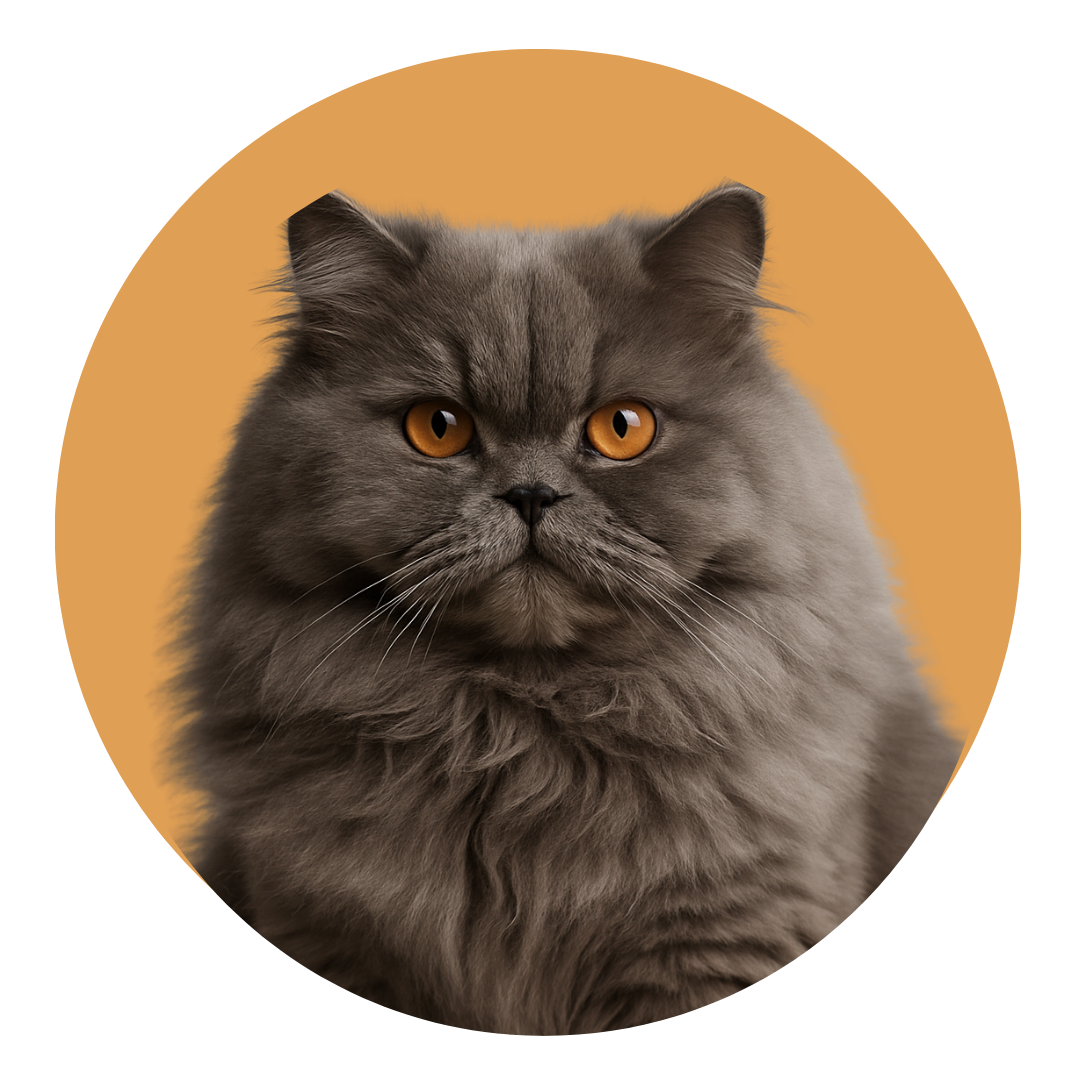 For Cats